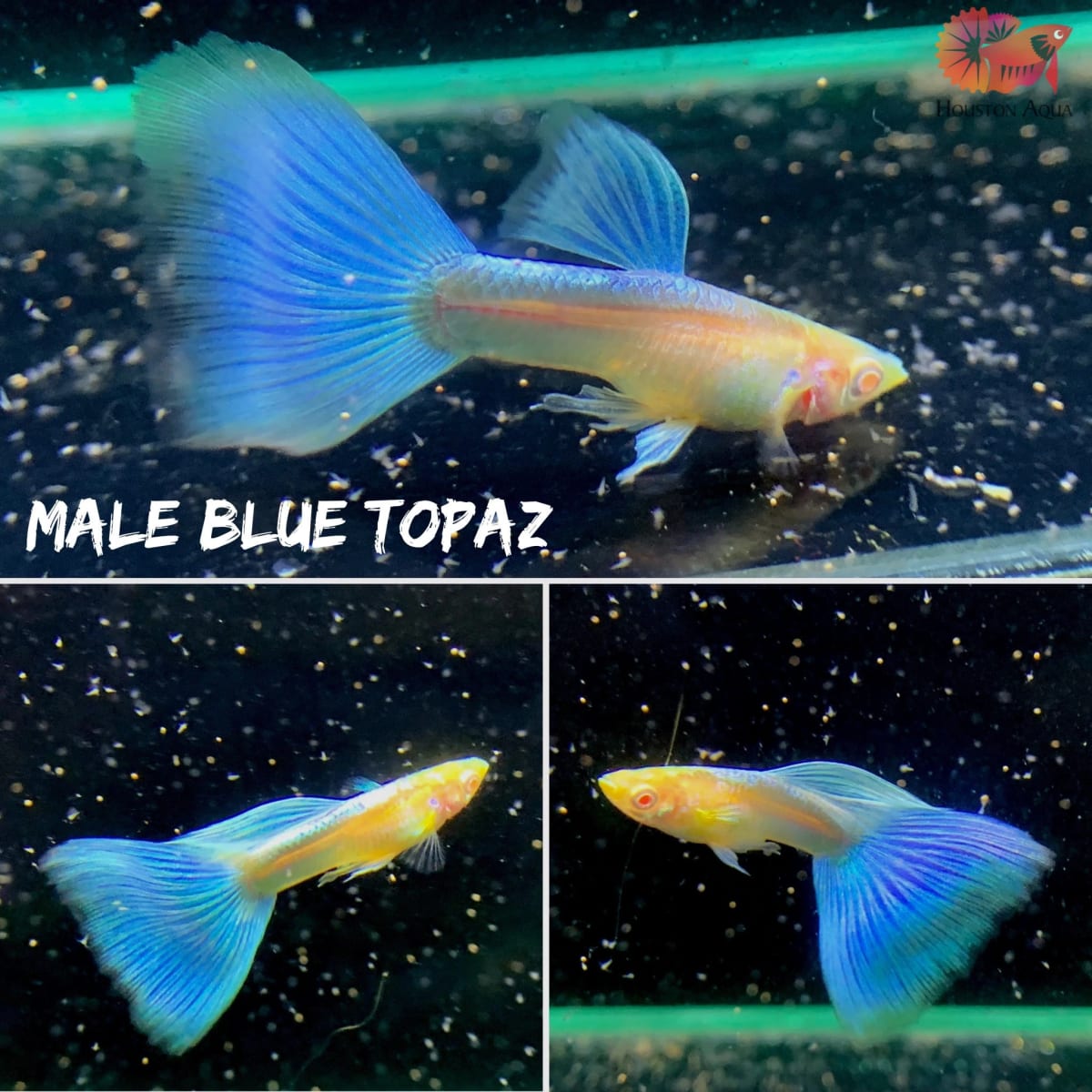 Albino Blue Topaz Guppy PAIR - Image 1