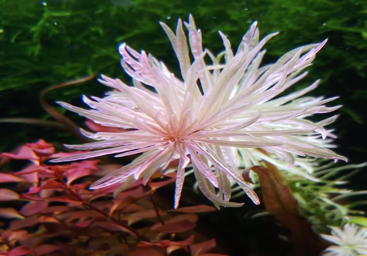 Ludwigia White - "Super Rare" - Submerged - Image 1