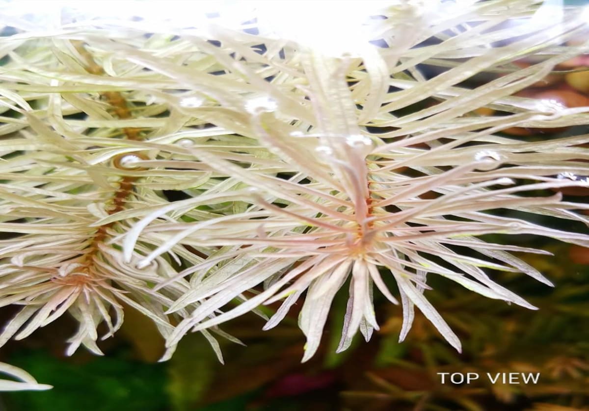 Ludwigia White - "Super Rare" - Submerged - Thumbnail 2