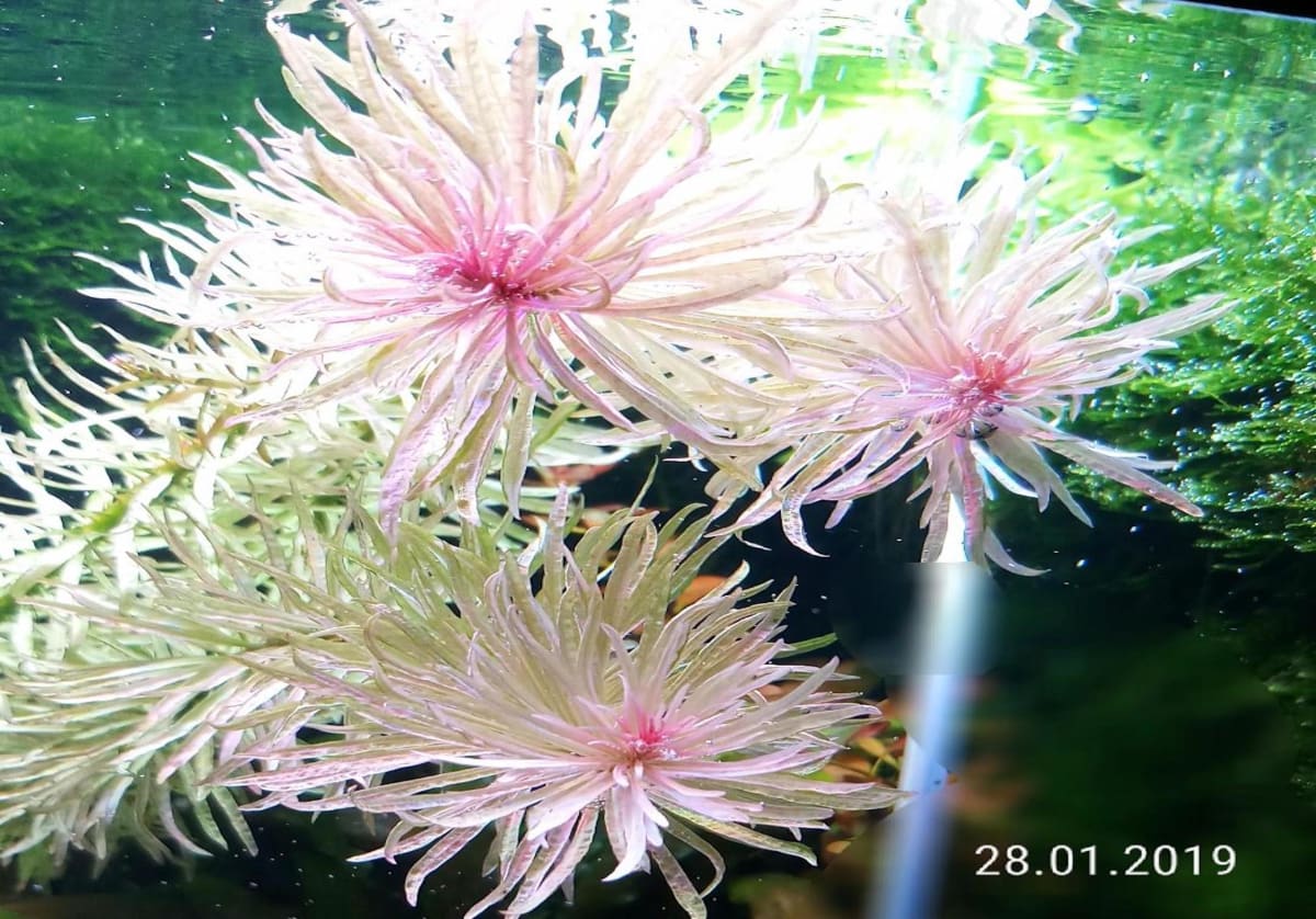 Ludwigia White - "Super Rare" - Submerged - Thumbnail 3