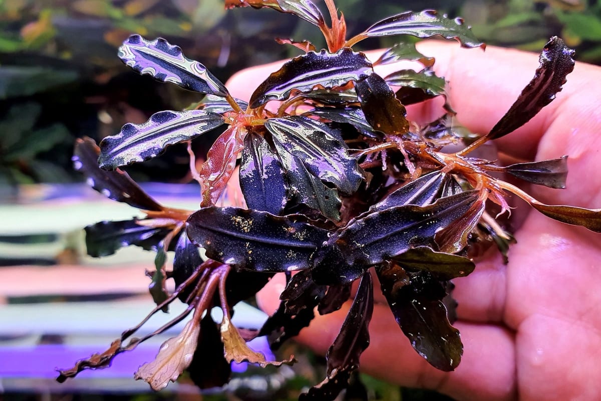 Brownie Ghost El Nino - Thumbnail 5