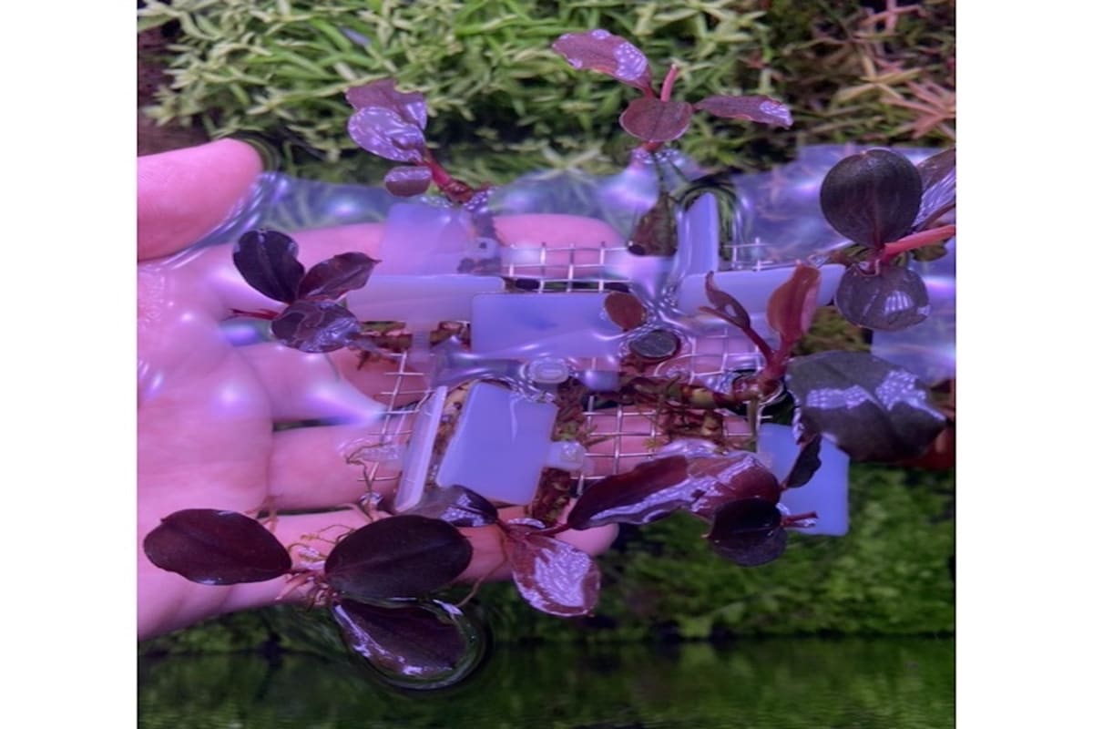 Buce Red Sanggau - Image 1