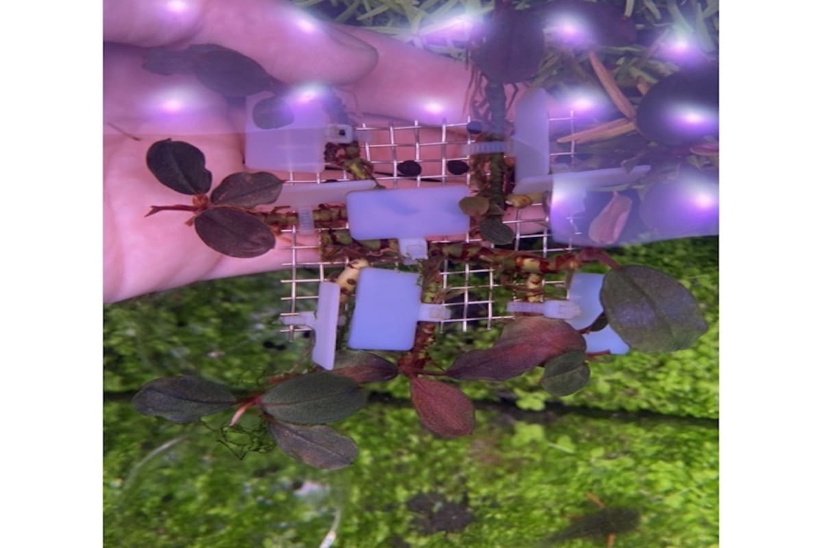 Buce Red Sanggau - Thumbnail 2