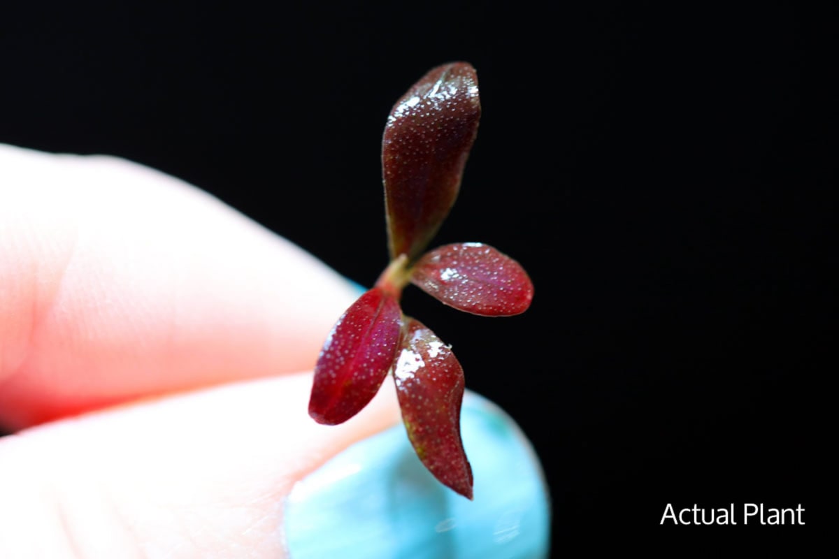 Brownie Ghost 11 - Thumbnail 2