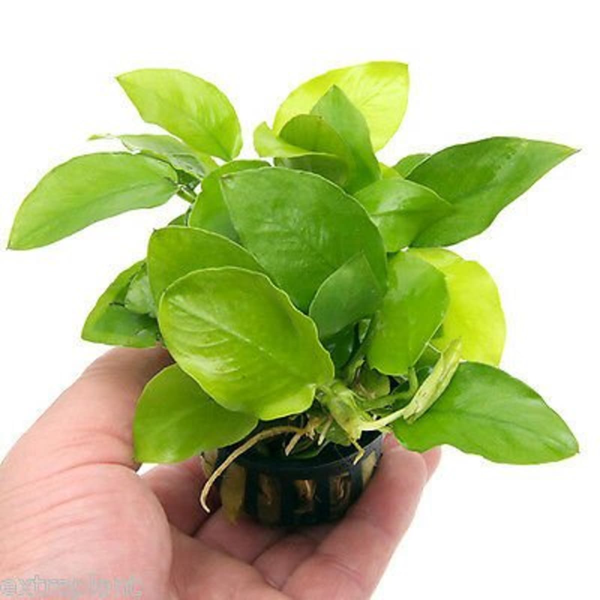 Anubias Gold - Image 1