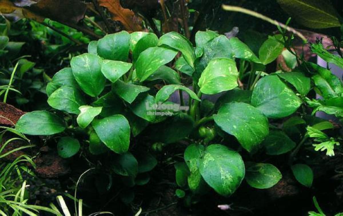Anubias Marble RARE - SUBMERSED - Image 1