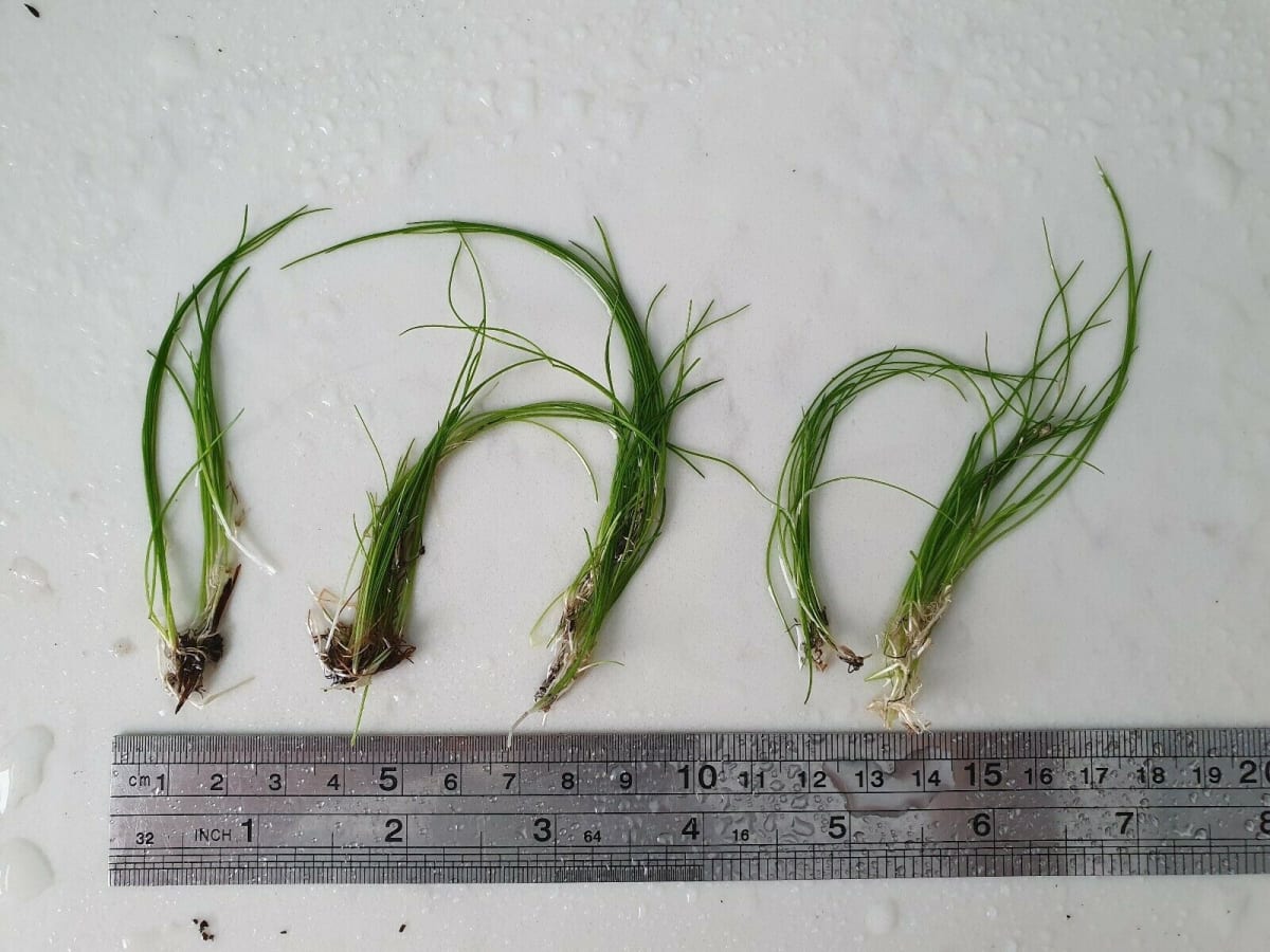 Hair Grass - Thumbnail 2