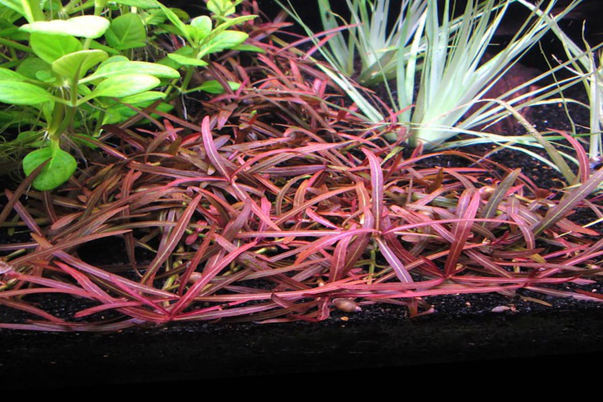 Hygrophila Lancea-SUBMERGED - Image 1