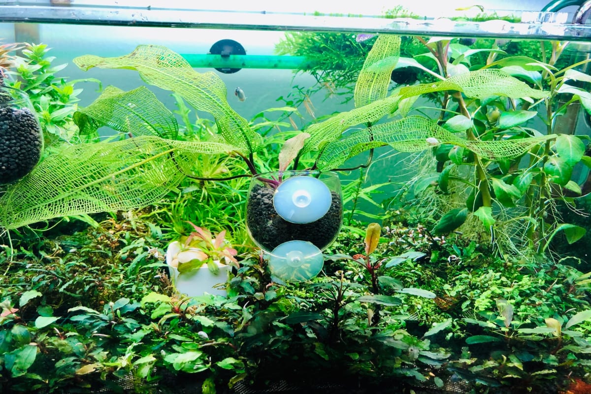 Aponogeton Madagascariensis (Narrow leaf) - Image 1