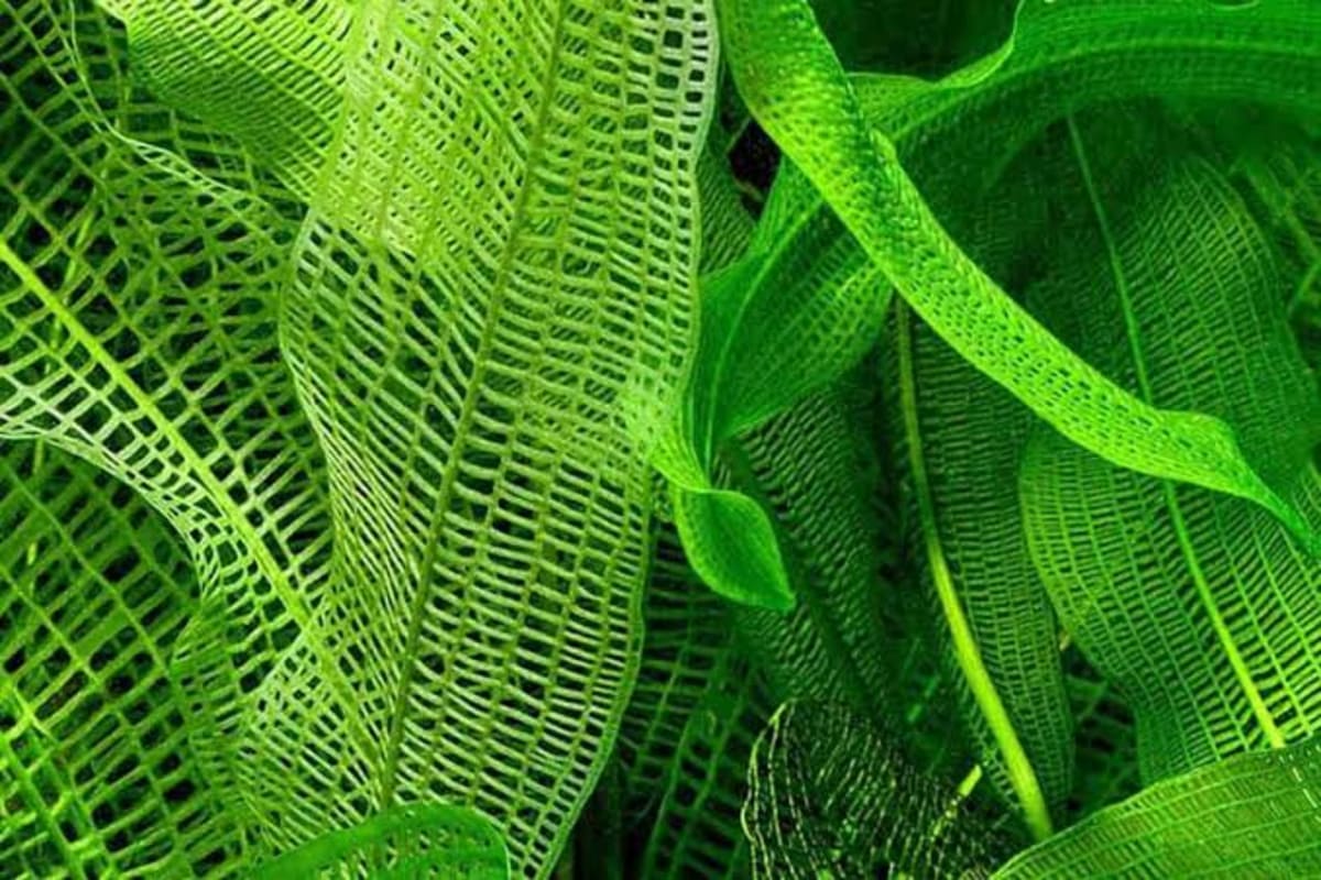 Aponogeton Madagascariensis (Narrow leaf) - Thumbnail 3