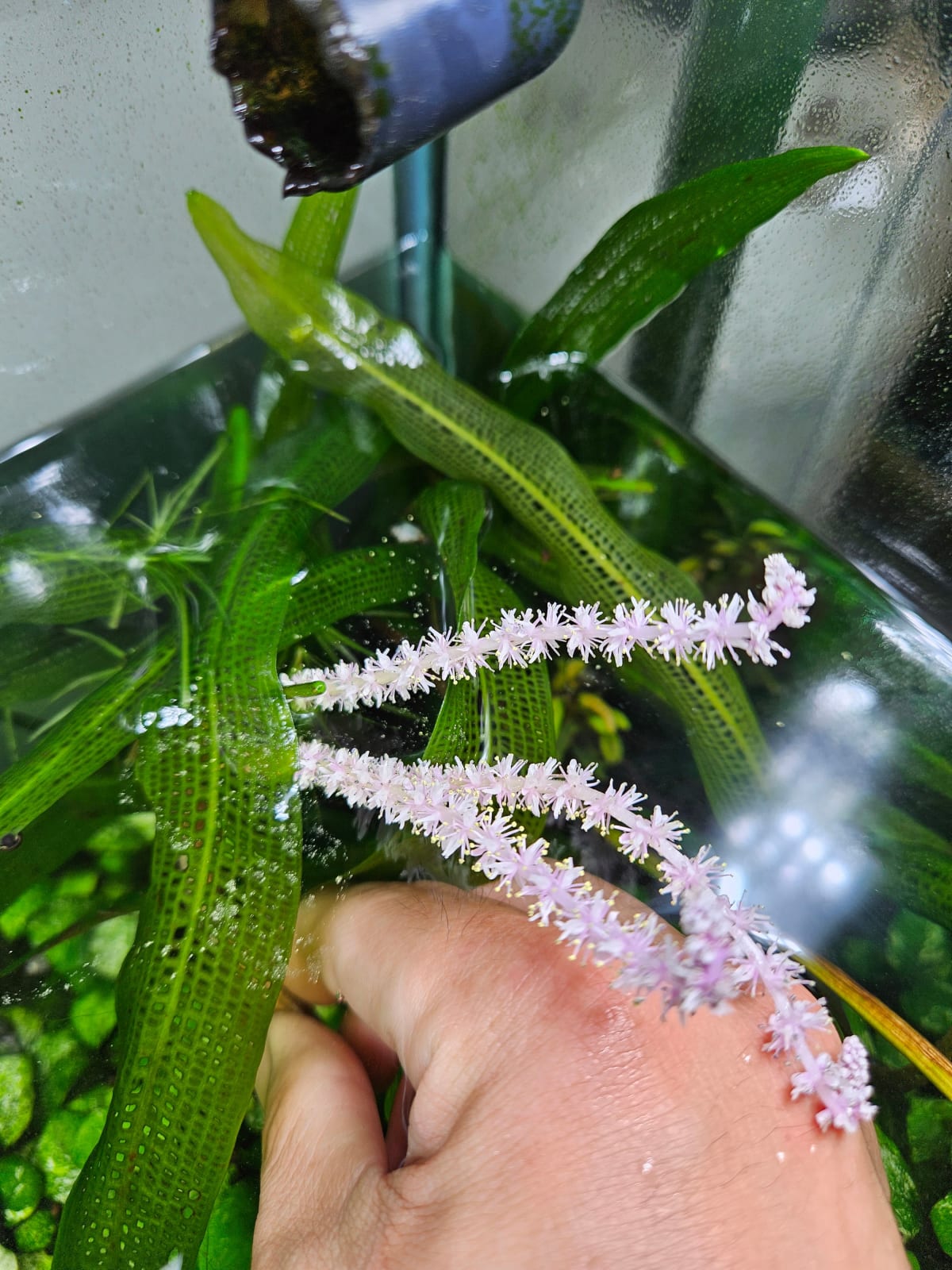 Aponogeton Madagascariensis (Narrow leaf) - Thumbnail 4