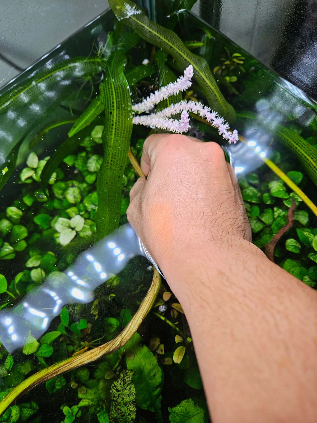 Aponogeton Madagascariensis (Narrow leaf) - Thumbnail 5