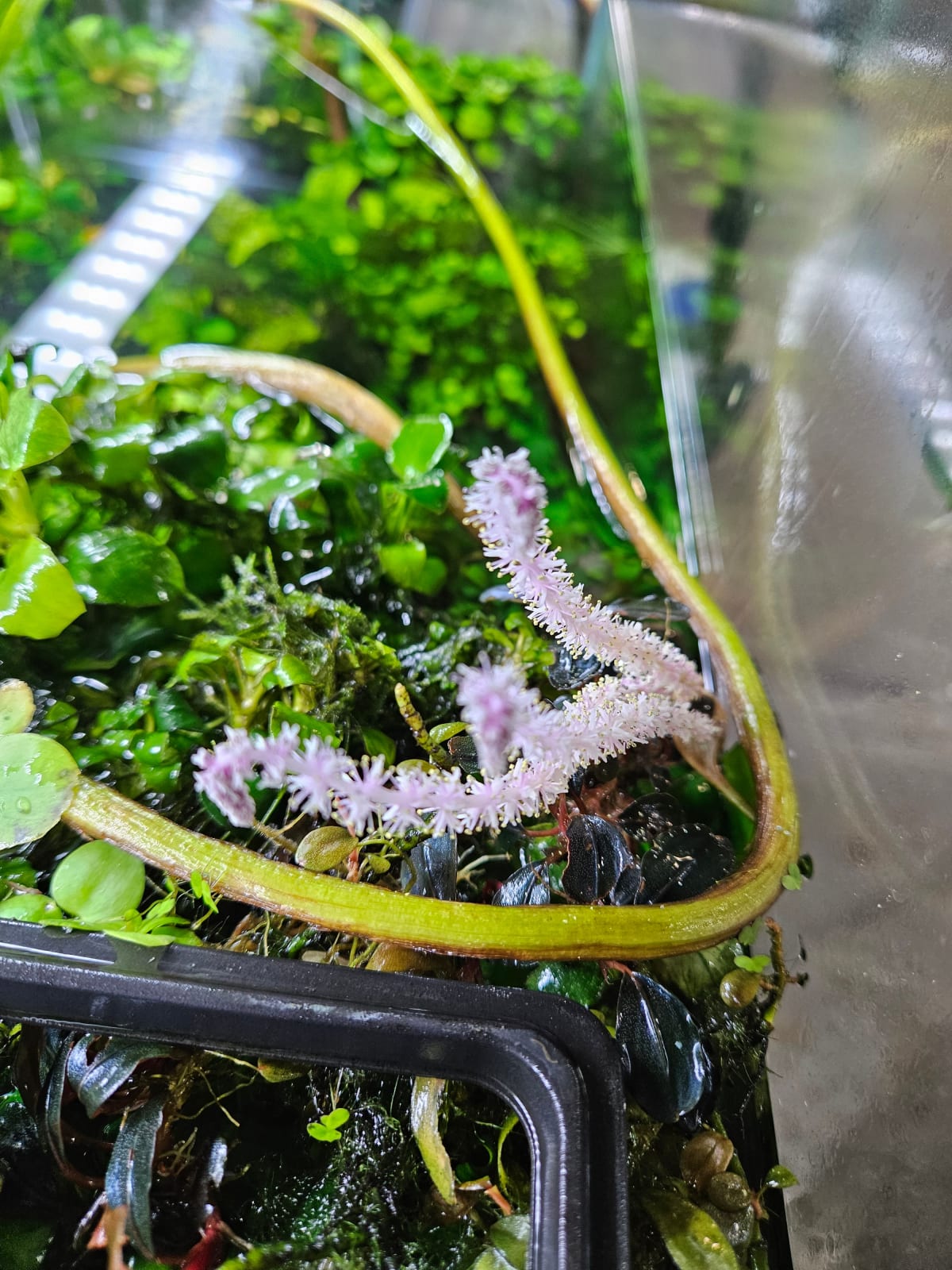 Aponogeton Madagascariensis (Narrow leaf) - Thumbnail 6