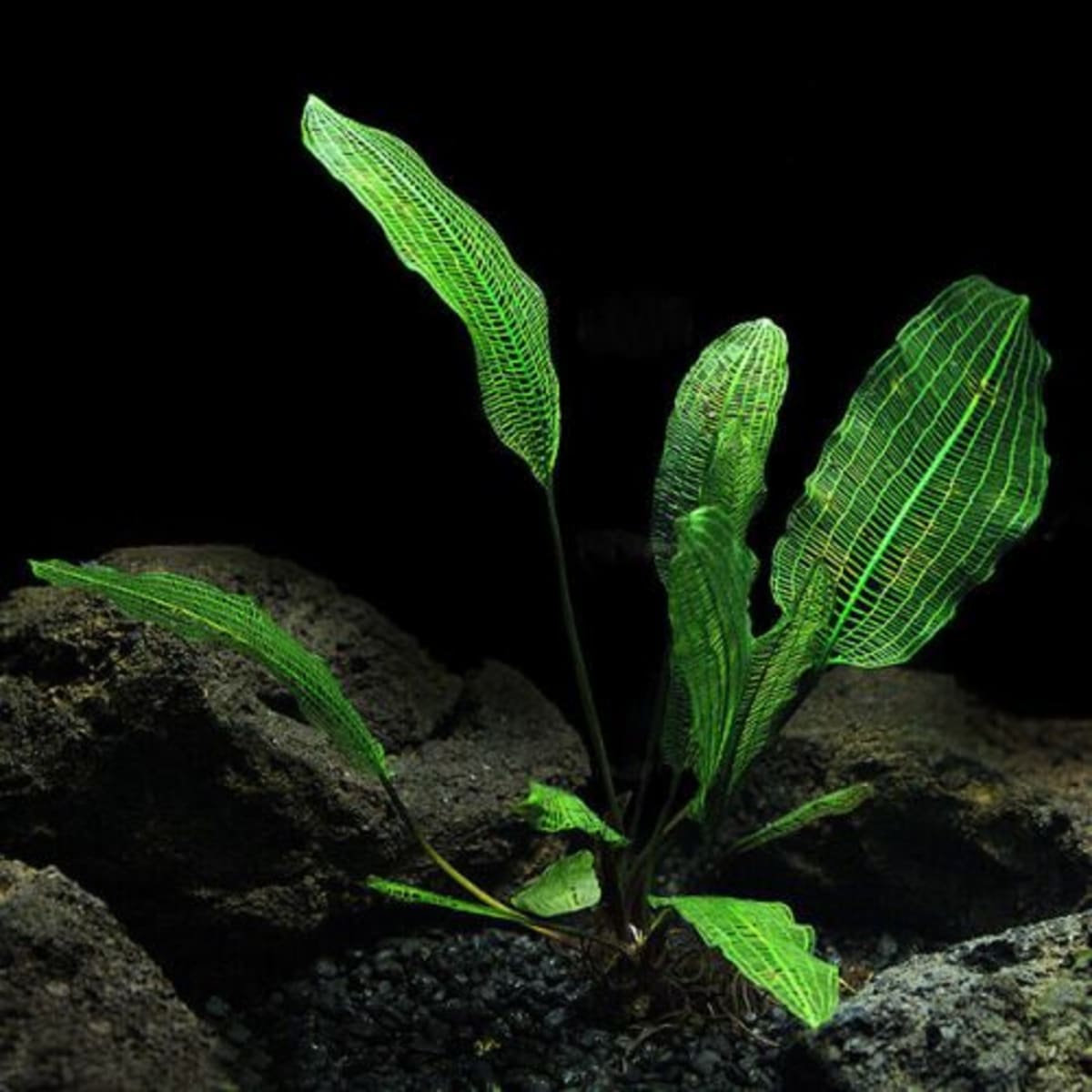 Aponogeton Madagascariensis (Narrow leaf) - Thumbnail 7