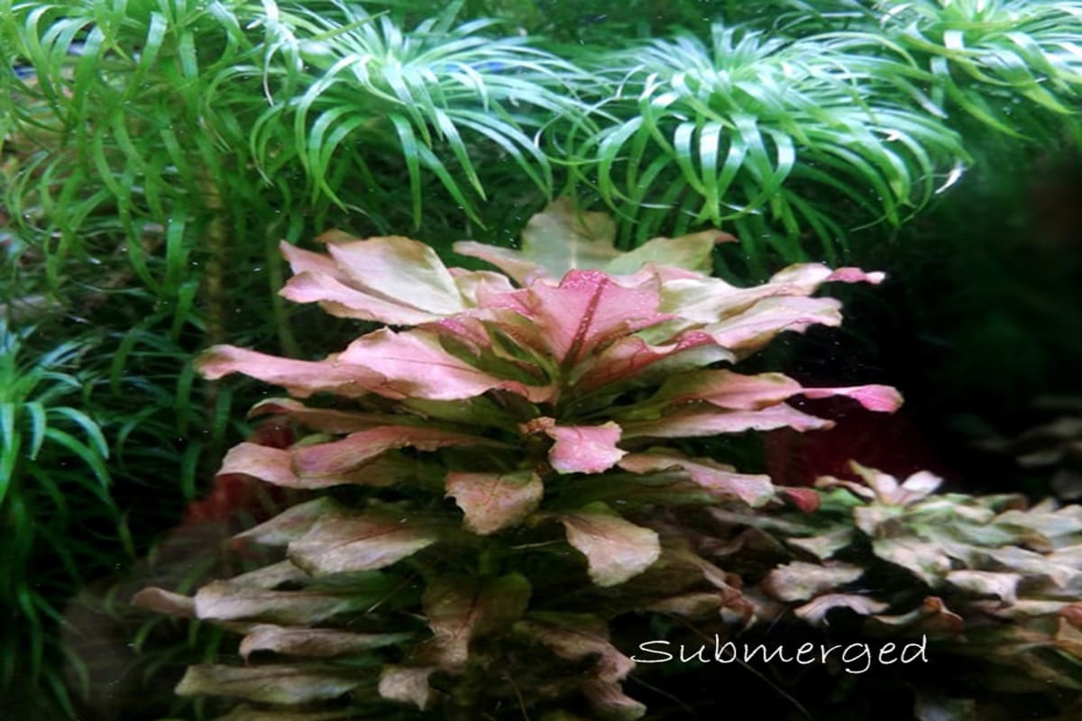 Ludwigia sphaerocarpa- "Super rare" - Thumbnail 3