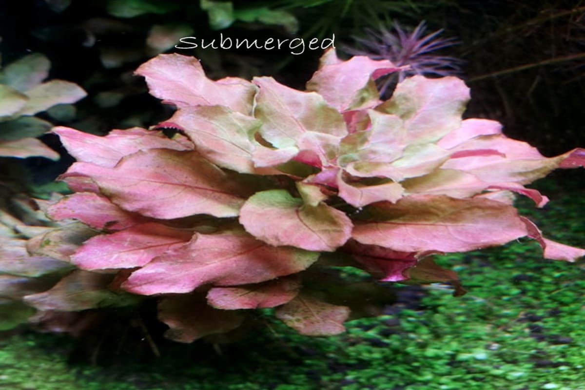 Ludwigia sphaerocarpa- "Super rare" - Thumbnail 4