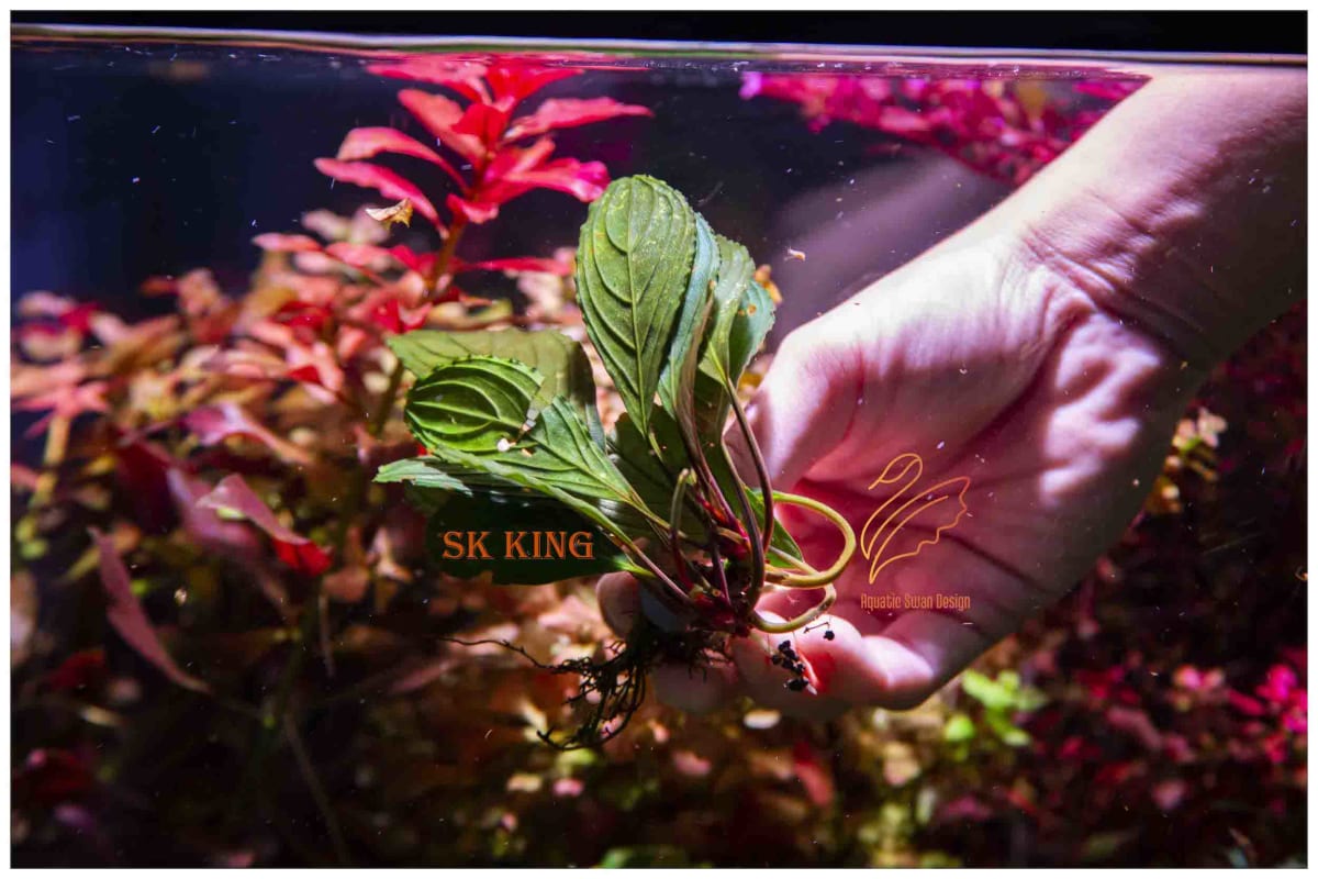 Sketton King - Image 1