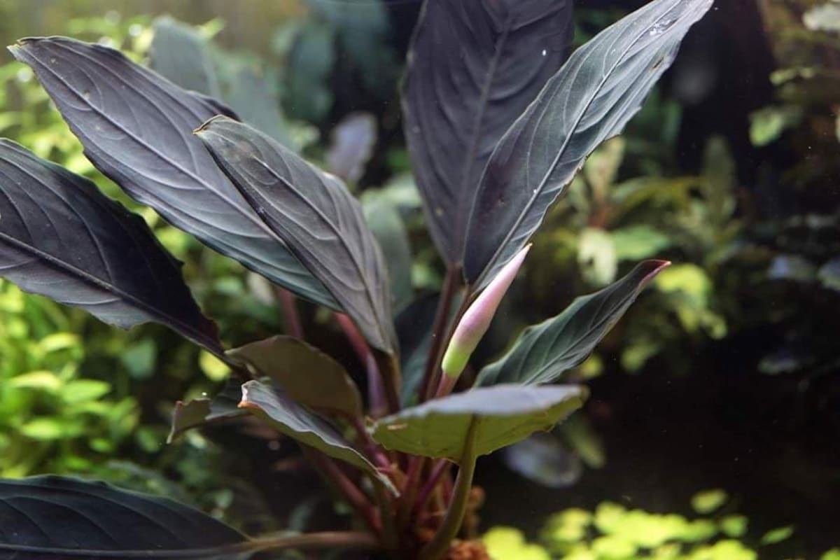 Sketton King - Thumbnail 2