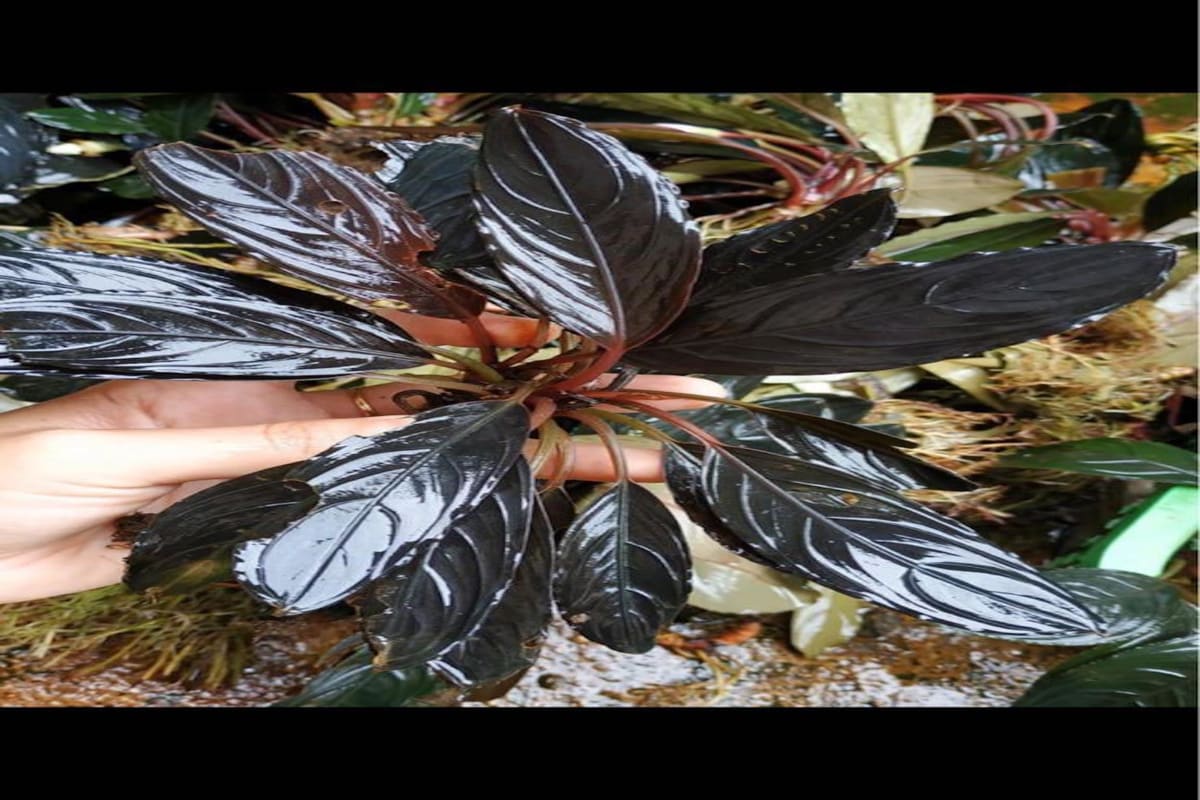 Sketton King - Thumbnail 3