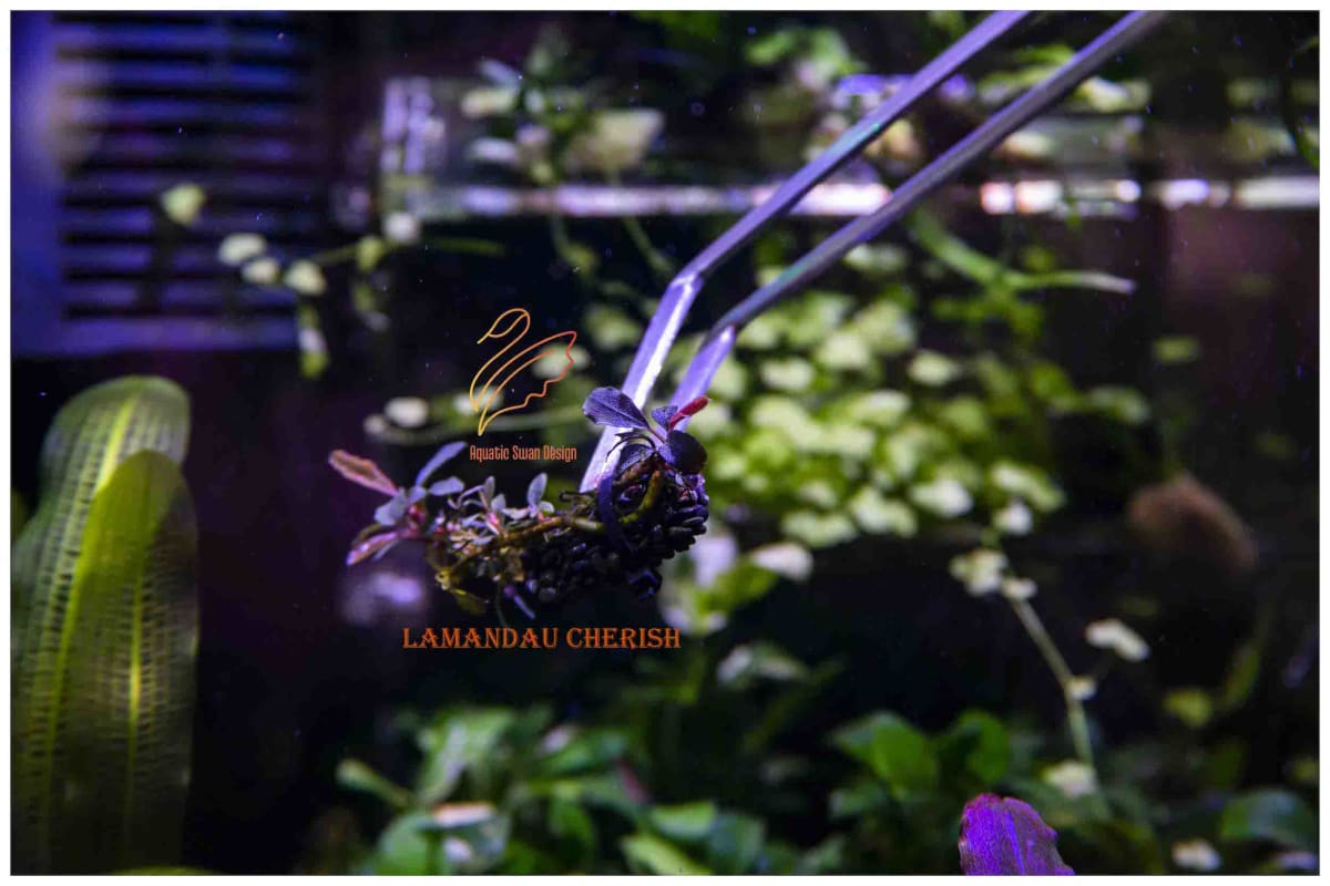 Buce Lanmadau Cherish - Image 1