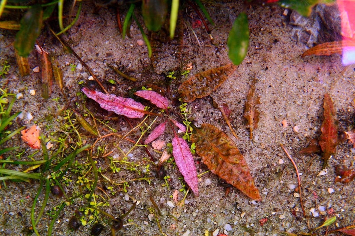 RARE PINK Cryptocoryne FLAMINGO CRYPT - SUBMERGED - Image 1
