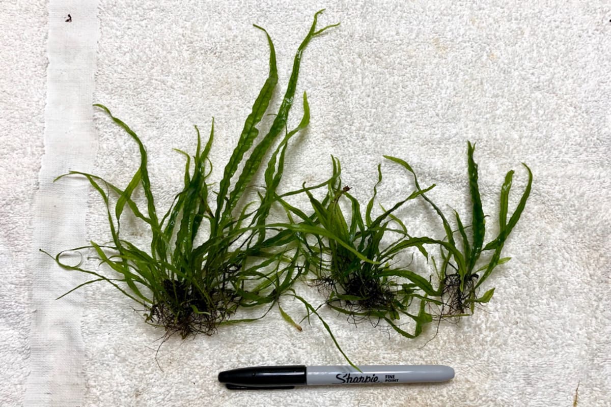 Needle Leave Java Fern - Image 1