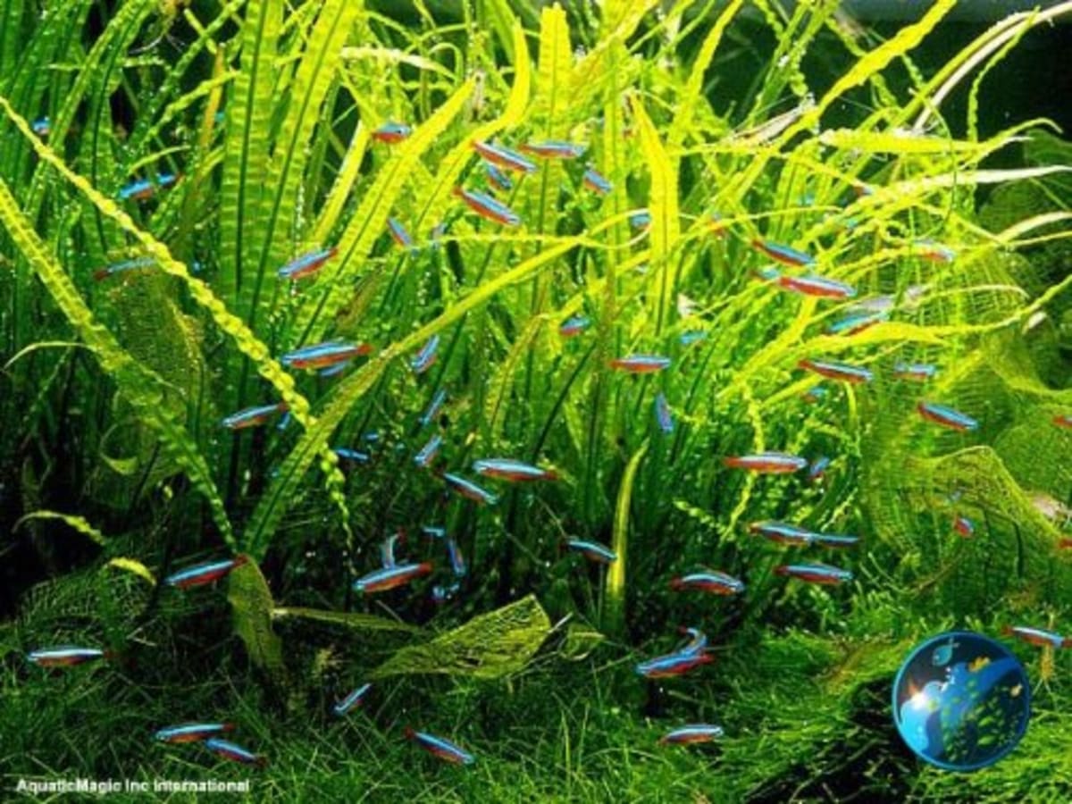 Needle Leave Java Fern - Thumbnail 2