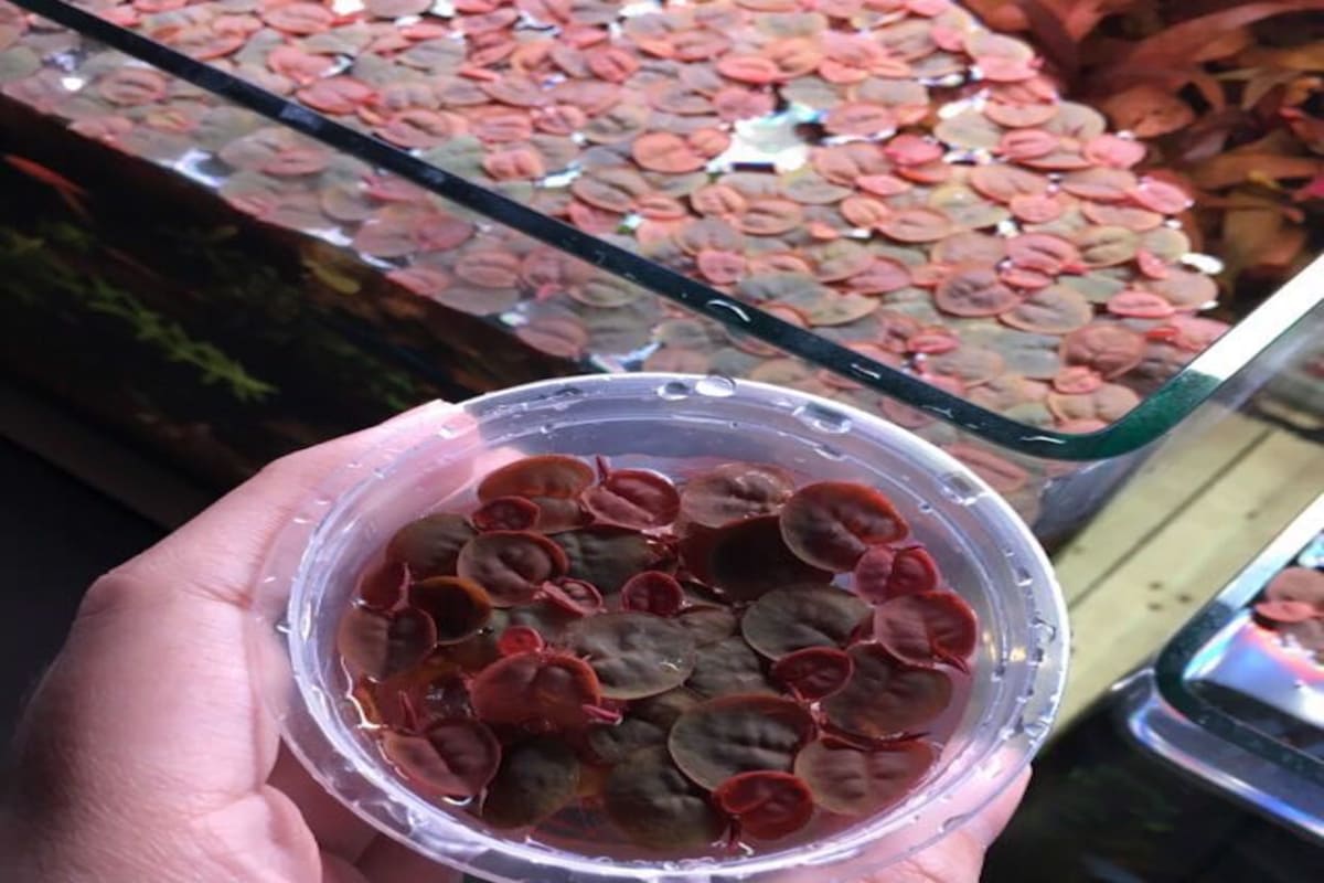 Red Roots Floating Plant - Thumbnail 3