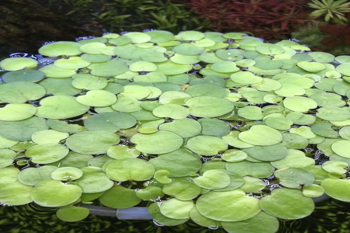 Amazon Frogbit x5 - Image 1