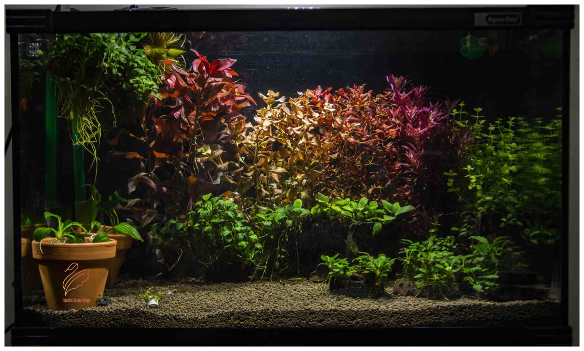 Ludwidgia Super red - Thumbnail 3