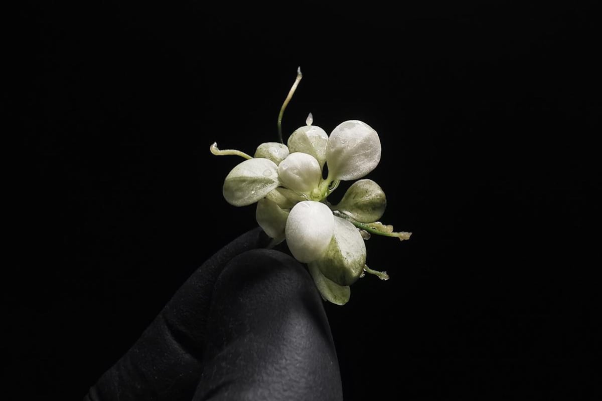 Anubias barteri var. nana "Snow White" - Image 1