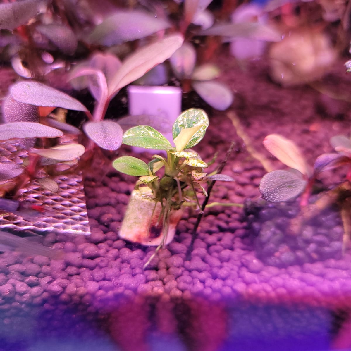 Anubias barteri var. nana "Snow White" - Thumbnail 2