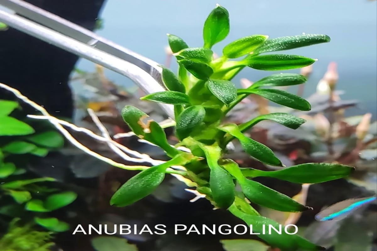 Anubias Pangolino - Image 1