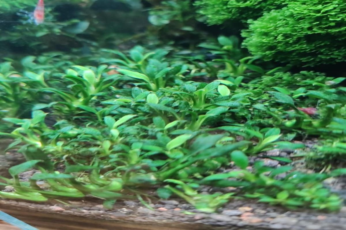 Anubias Pangolino - Thumbnail 2