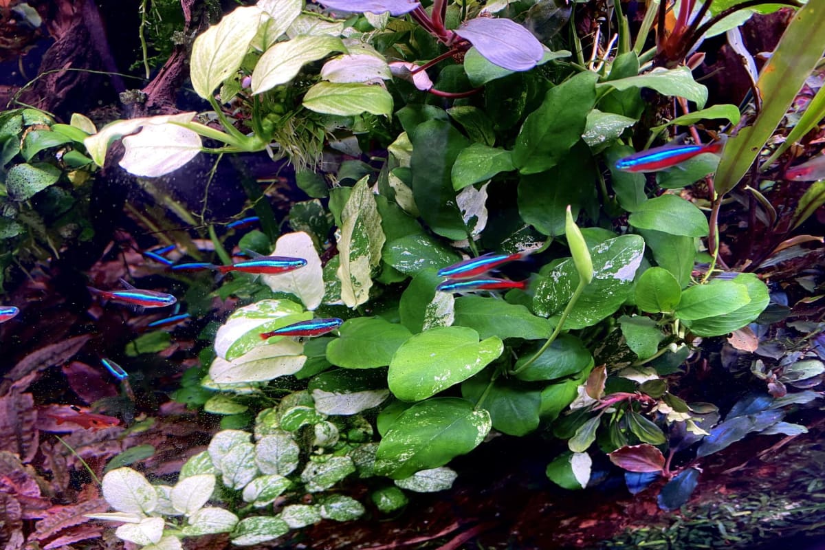Anubias Panda- Very rare/limited stock. - Thumbnail 2