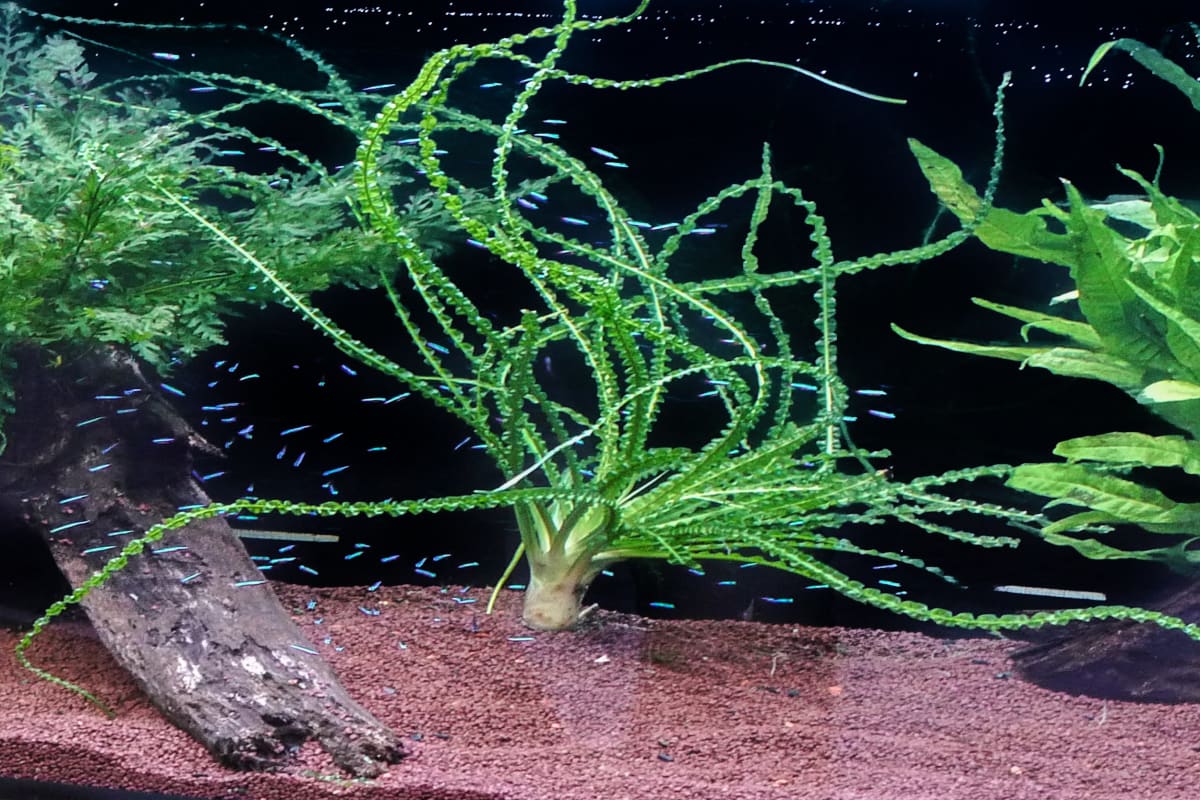 Crinum calamistratum - Thumbnail 2