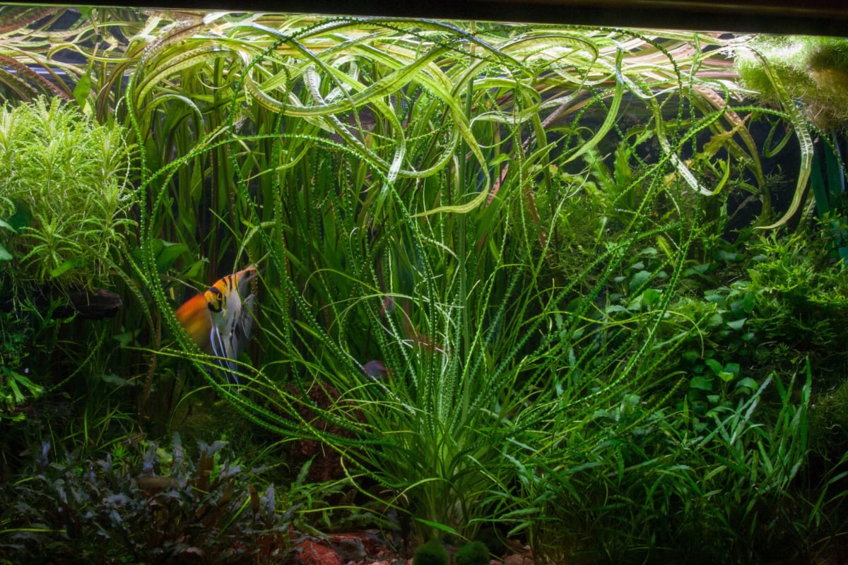 Crinum calamistratum - Thumbnail 3