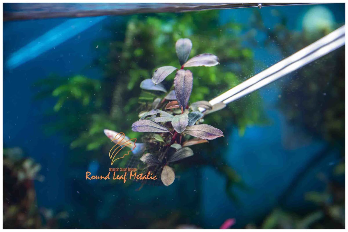 Buce Round Leaf Metalic - Image 1