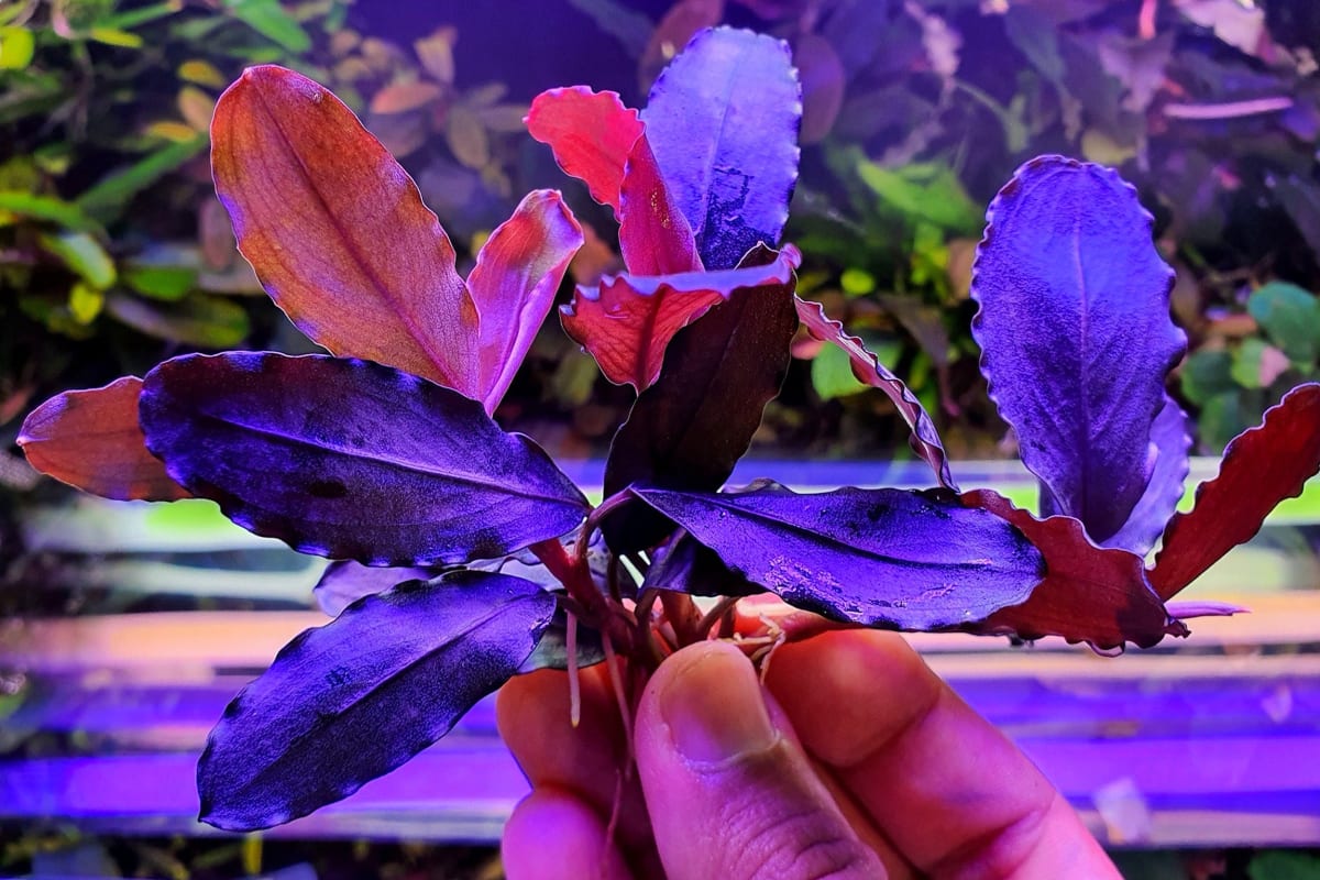 Buce Pandora Queen - Image 1