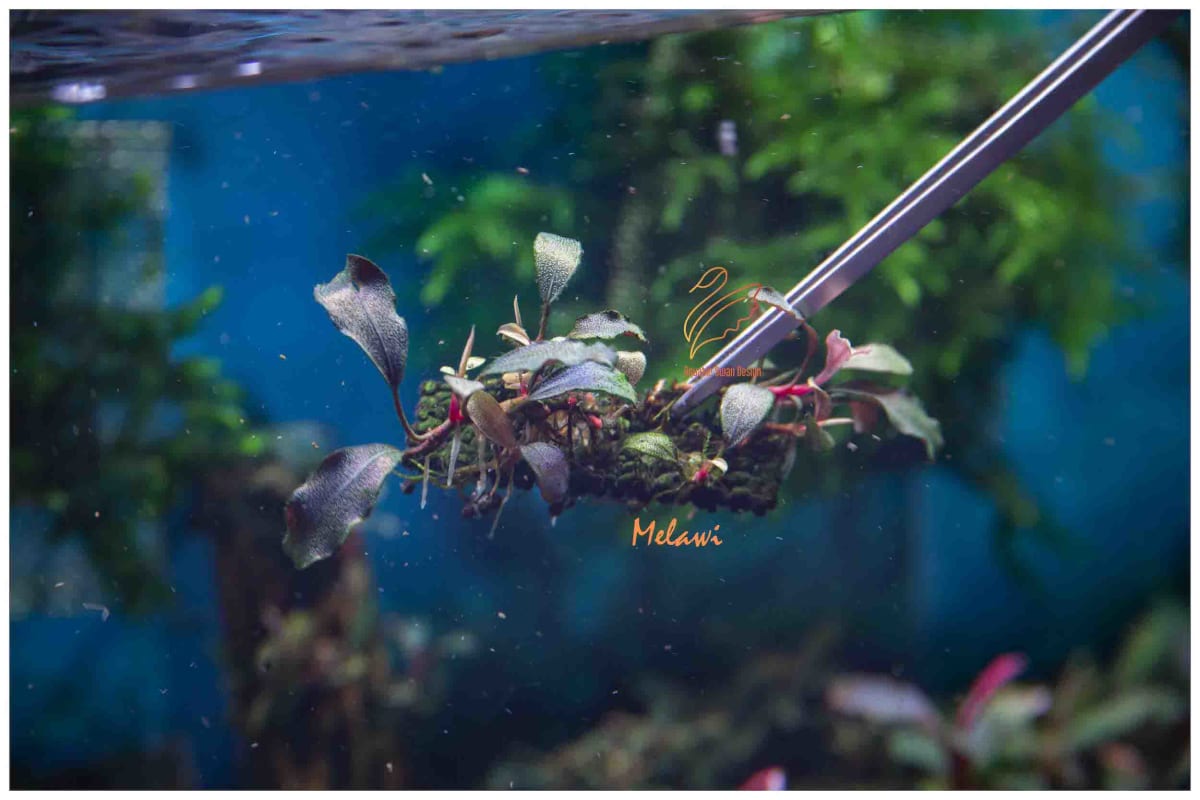 Buce Melawi - Image 1