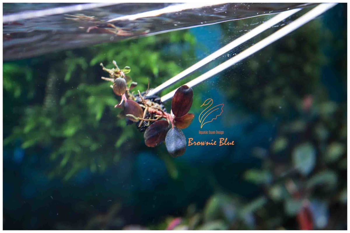 Buce Brownie Blue - Image 1