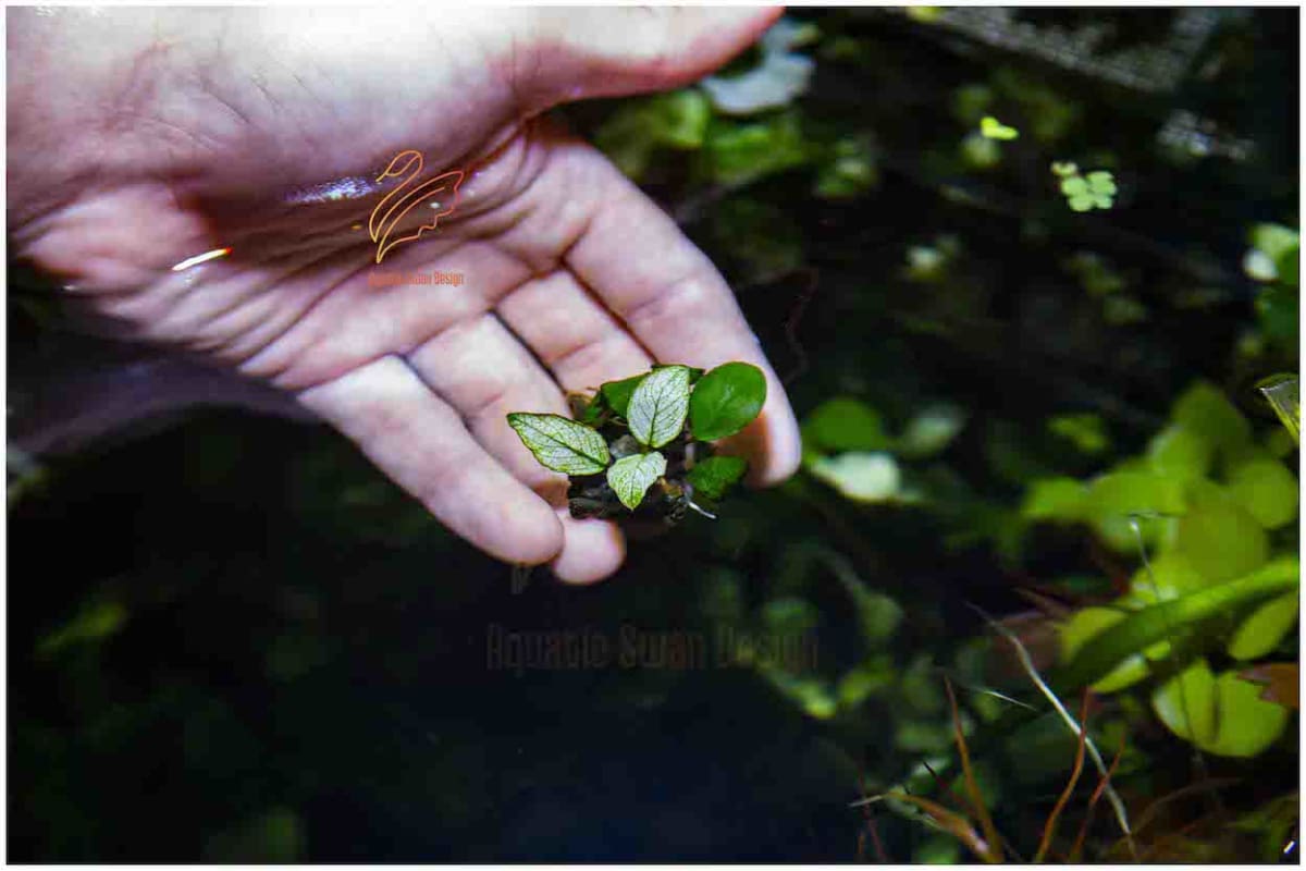 White Anubias - Image 1