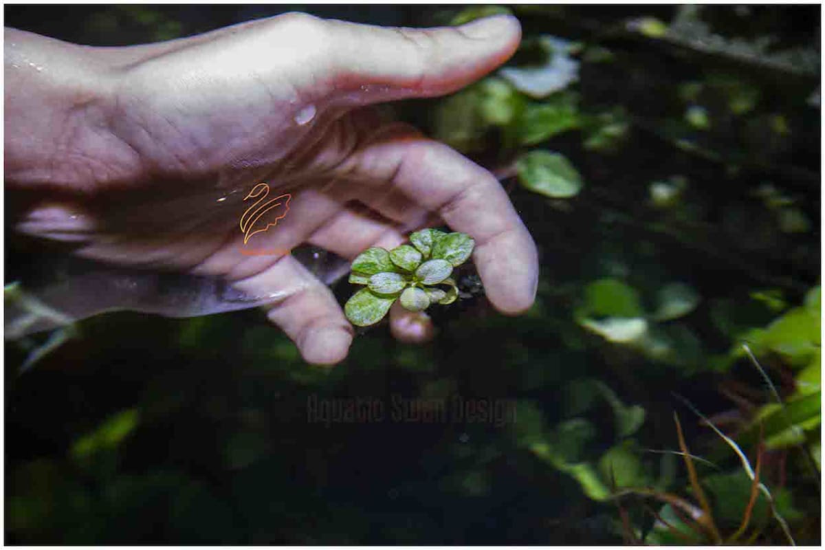 White Anubias - Thumbnail 2