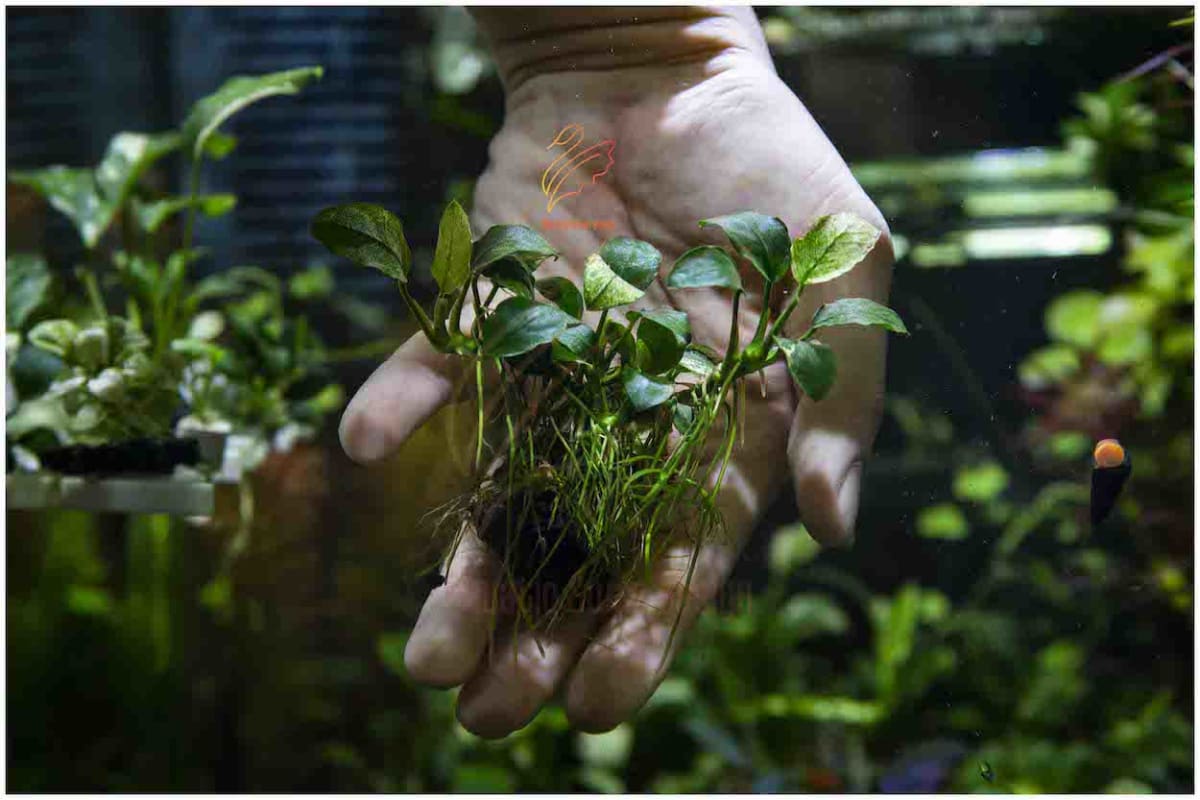 Anubias Pinto - Thumbnail 2