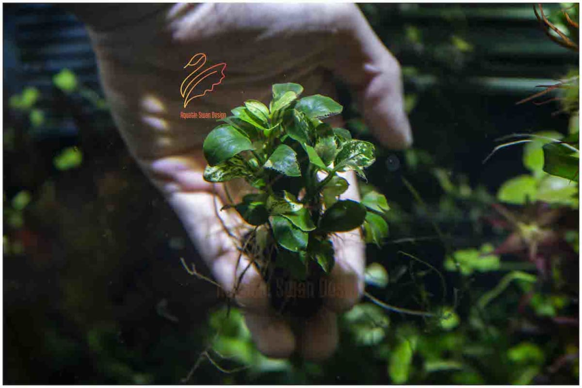 Anubias Pinto - Thumbnail 3