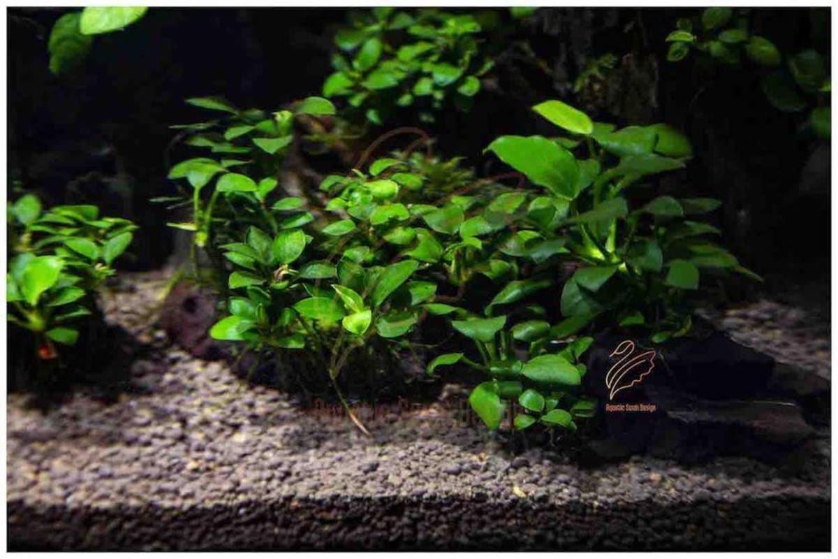 Anubias Nana Petite - Image 1