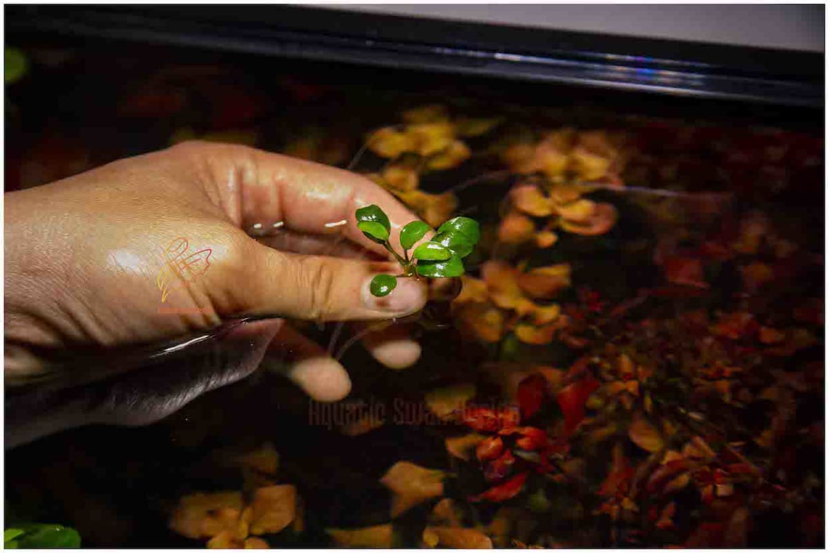 Anubias Nana Petite - Thumbnail 2