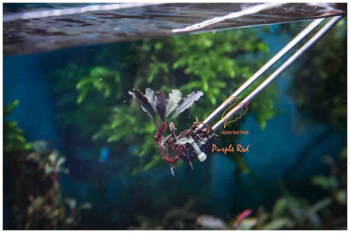 Buce Purple Red - Image 1