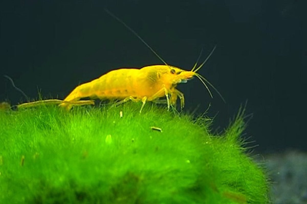 Yellow Shrimp - Image 1
