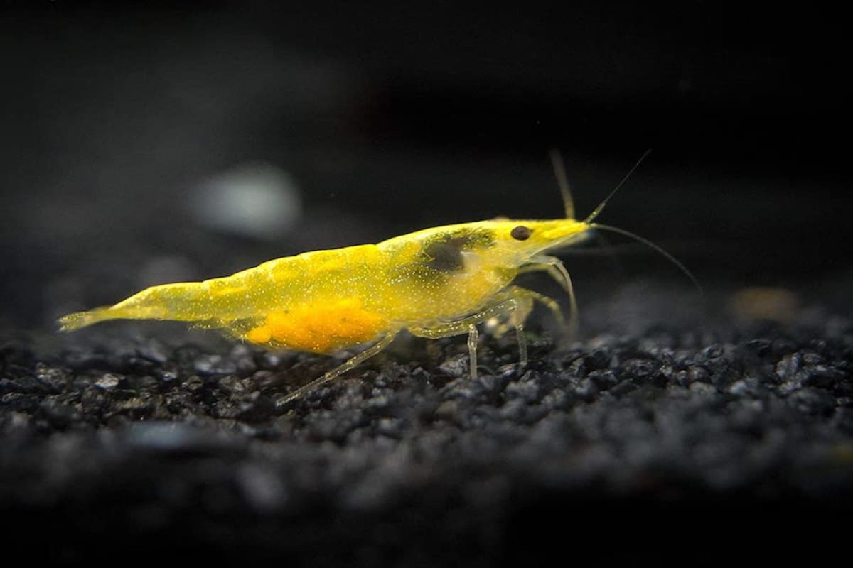 Yellow Shrimp - Thumbnail 2